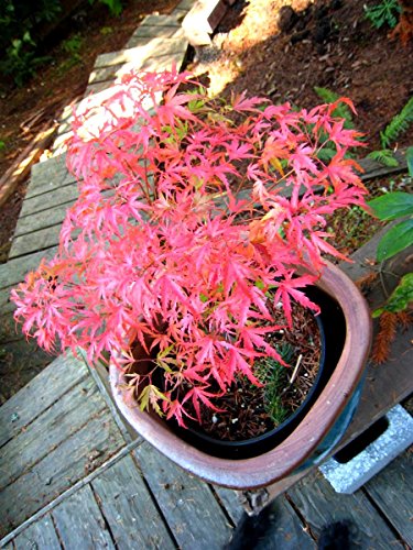 Kamagata Japanese Maple 1 - Year Live Tree